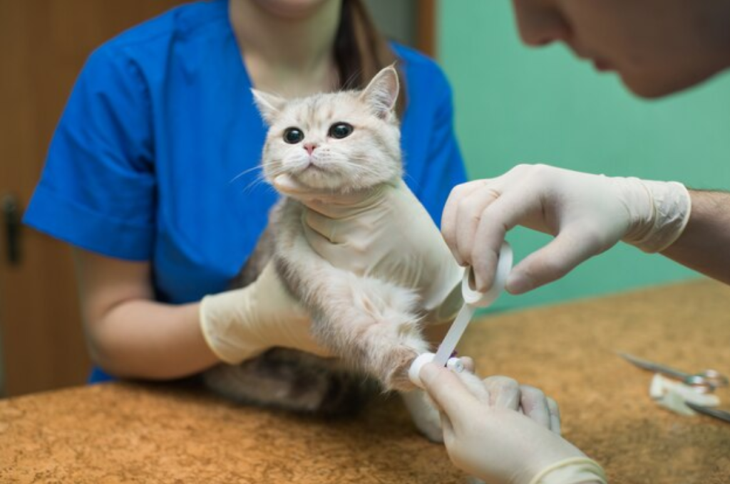 How to treat an injured cat leg