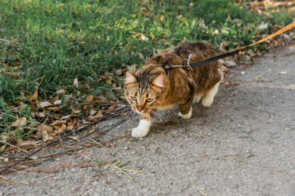 Why are cats so lethal?