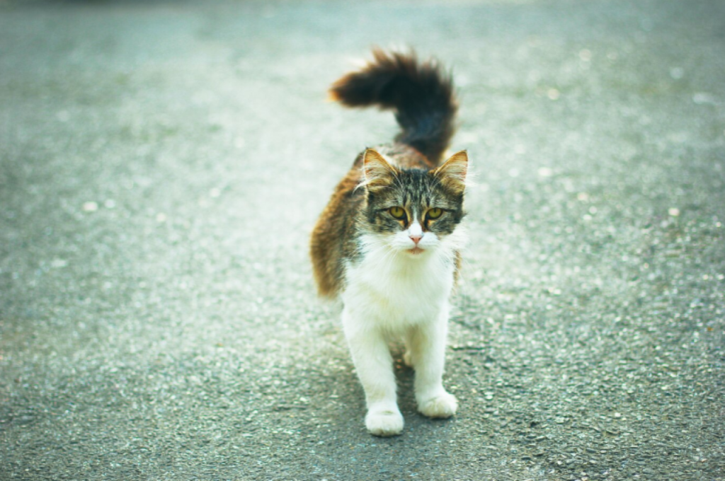 ancient myths about cats