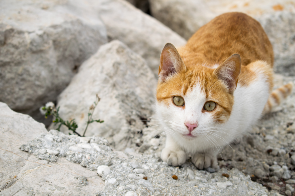 How to stop a cat from eating mice?