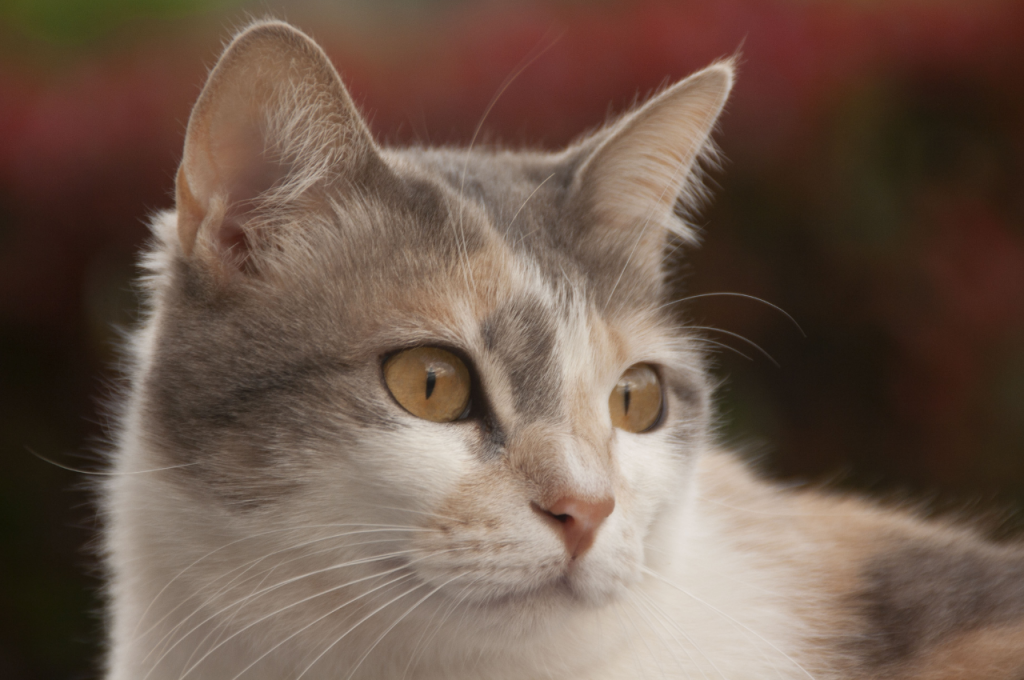 What are the negative perceptions of cats?