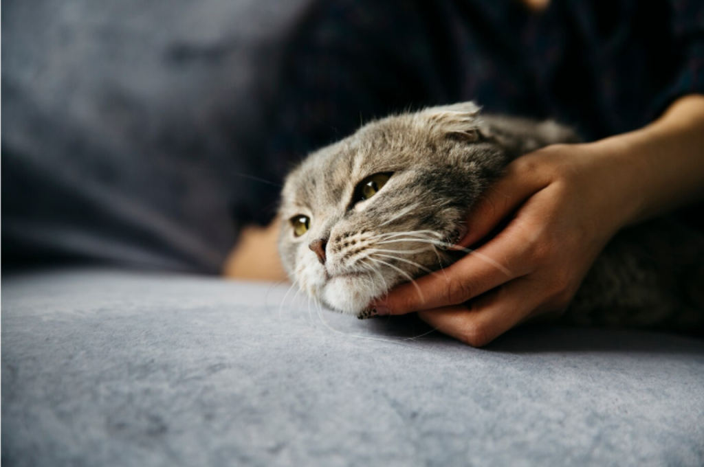 How can I tell if my cat is stressed?