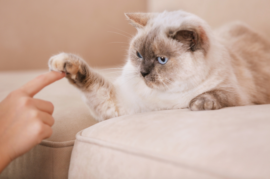 How to relax a cat?