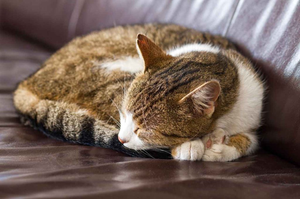 how can i change my cats sleeping habits