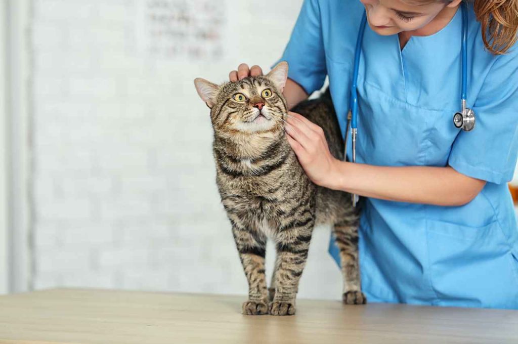 how to break cats bad habits
