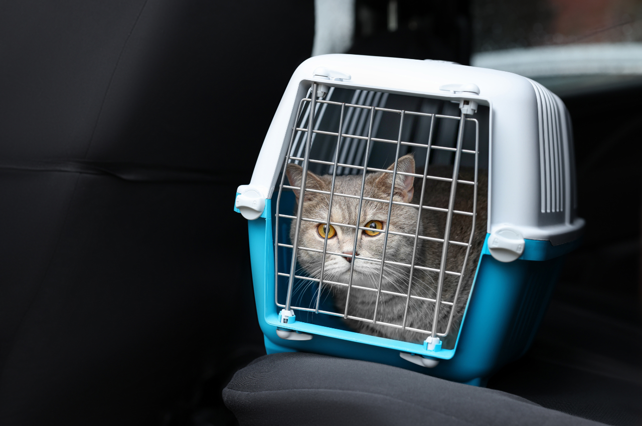how to travel with a cat