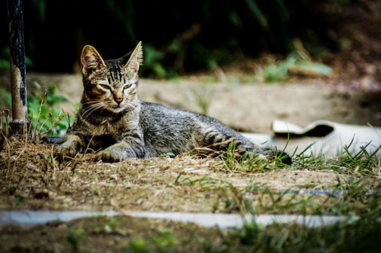 How do you know if you have a wild cat?