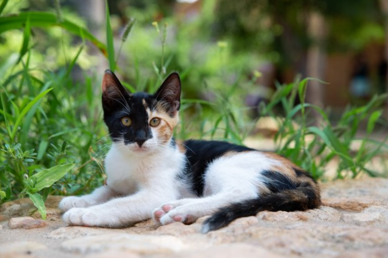 How to tell if a cat is indoor or outdoor?