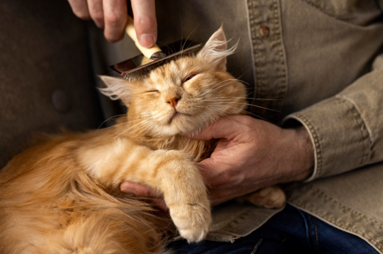 how to groom cat
