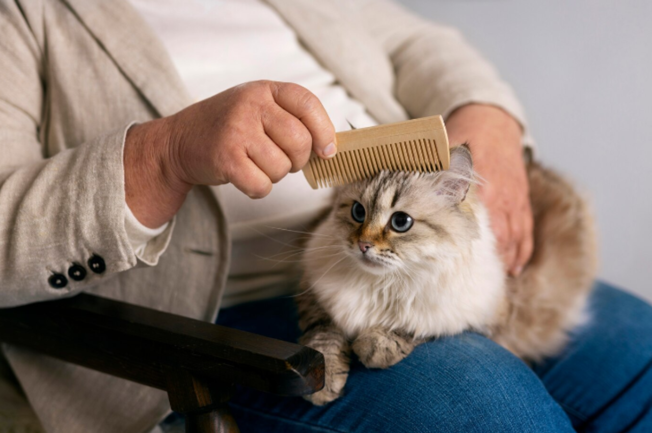 How do you groom a cat by yourself?