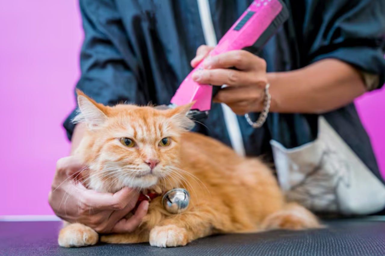 What is basic grooming for cat?