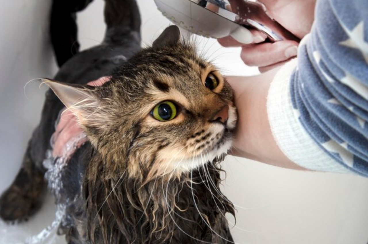 How to groom a cat that hates it