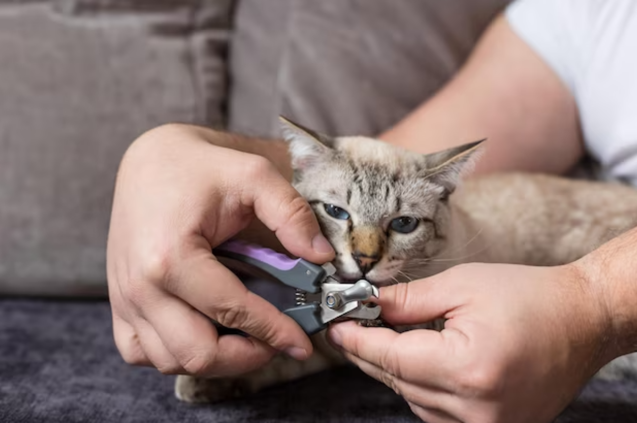 how to groom cat nails