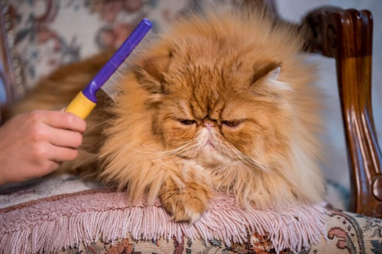 how to groom a long haired cat