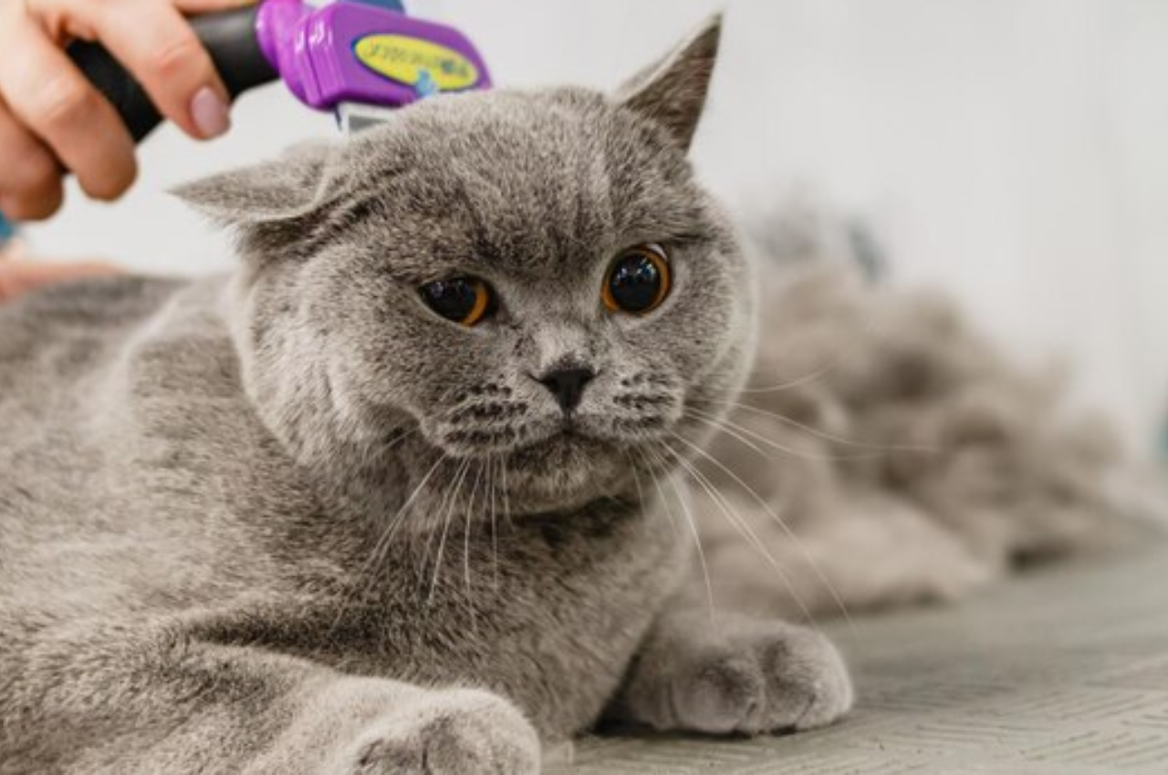 How do you clean a cat that won't let you?
