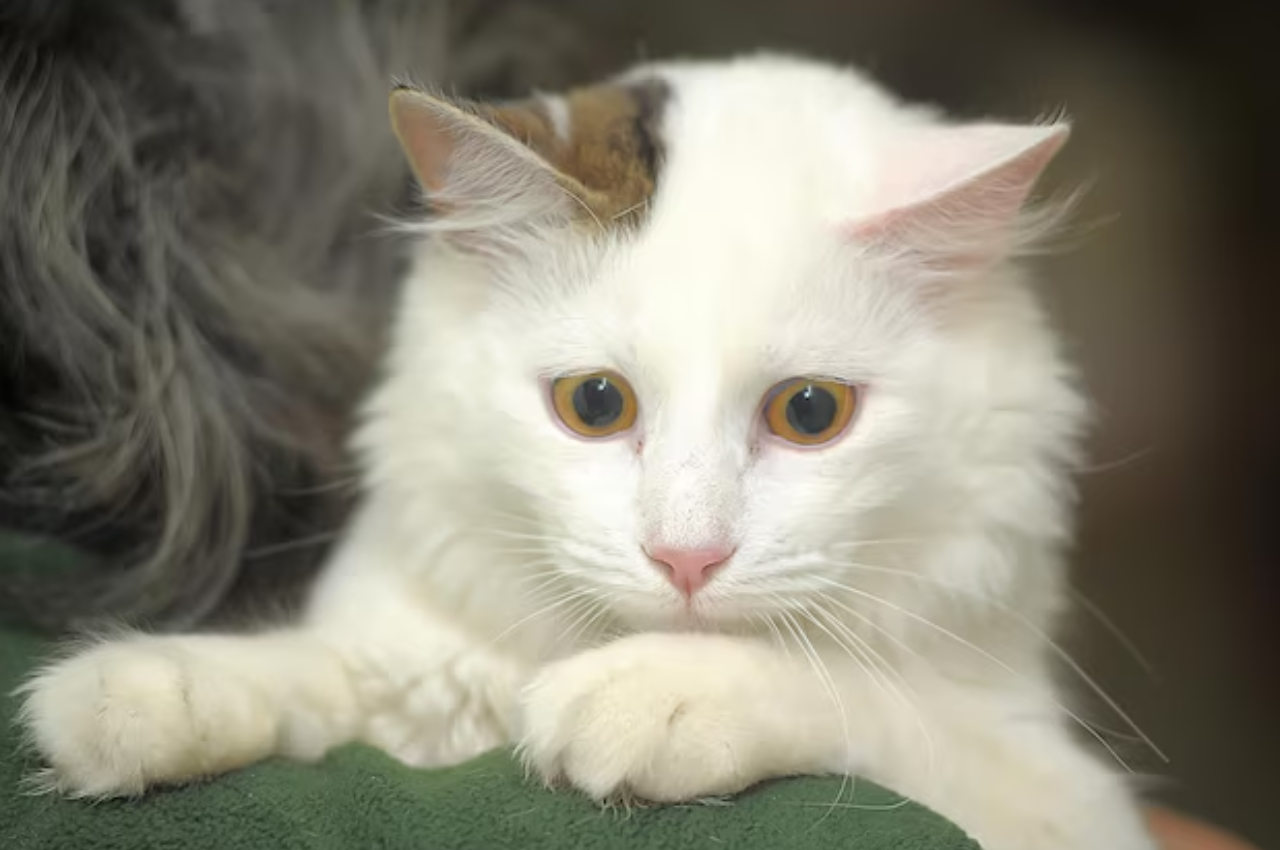 How to stop cat hair from getting everywhere?
