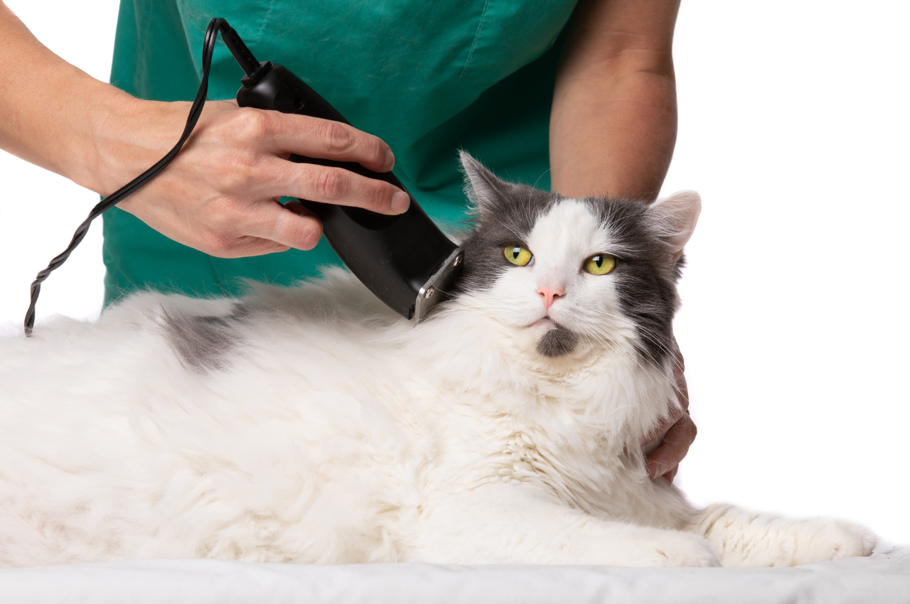 What are the pros of grooming cats in your salon?