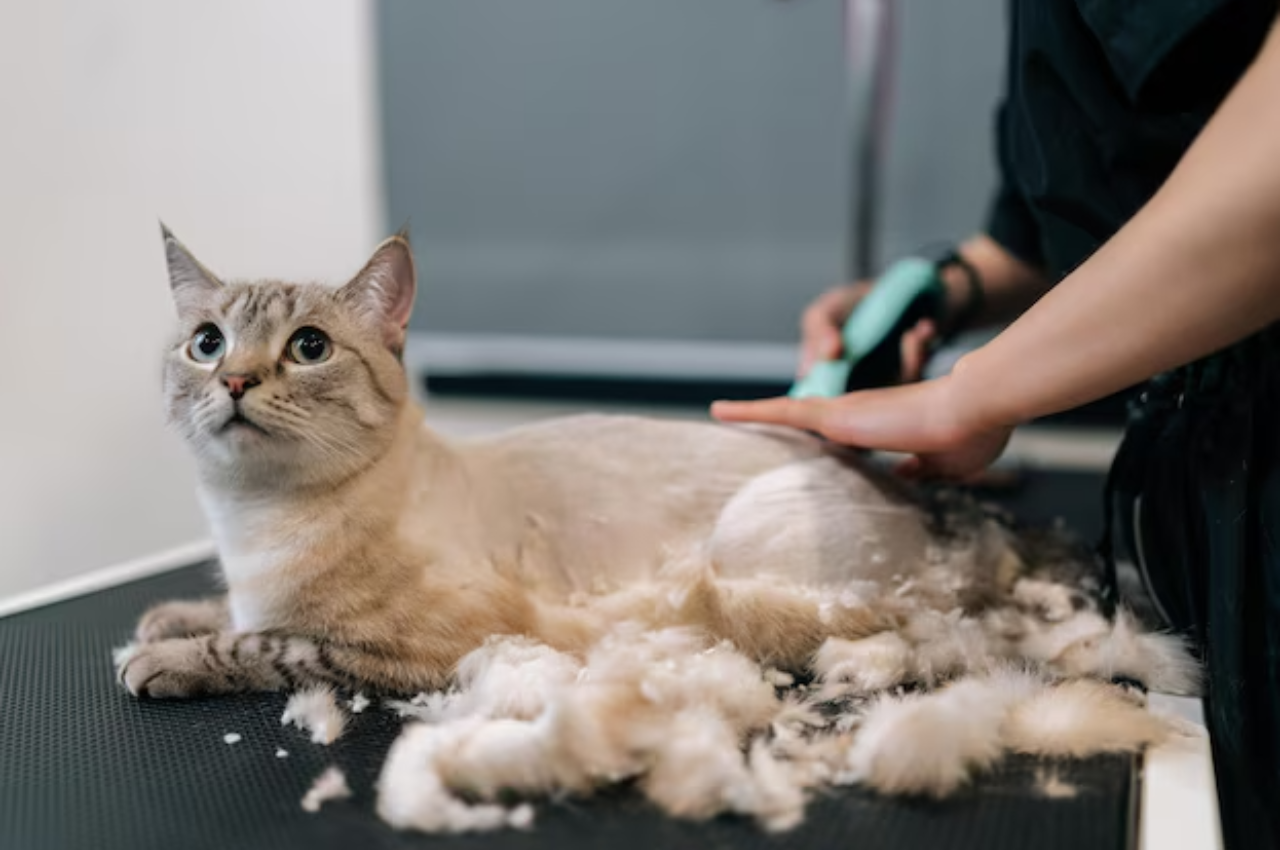 Are there benefits to shaving your cat?