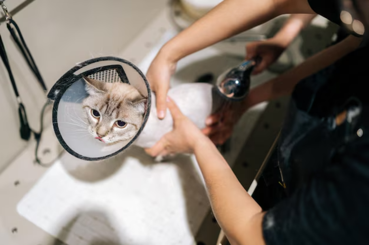 what does cat grooming include