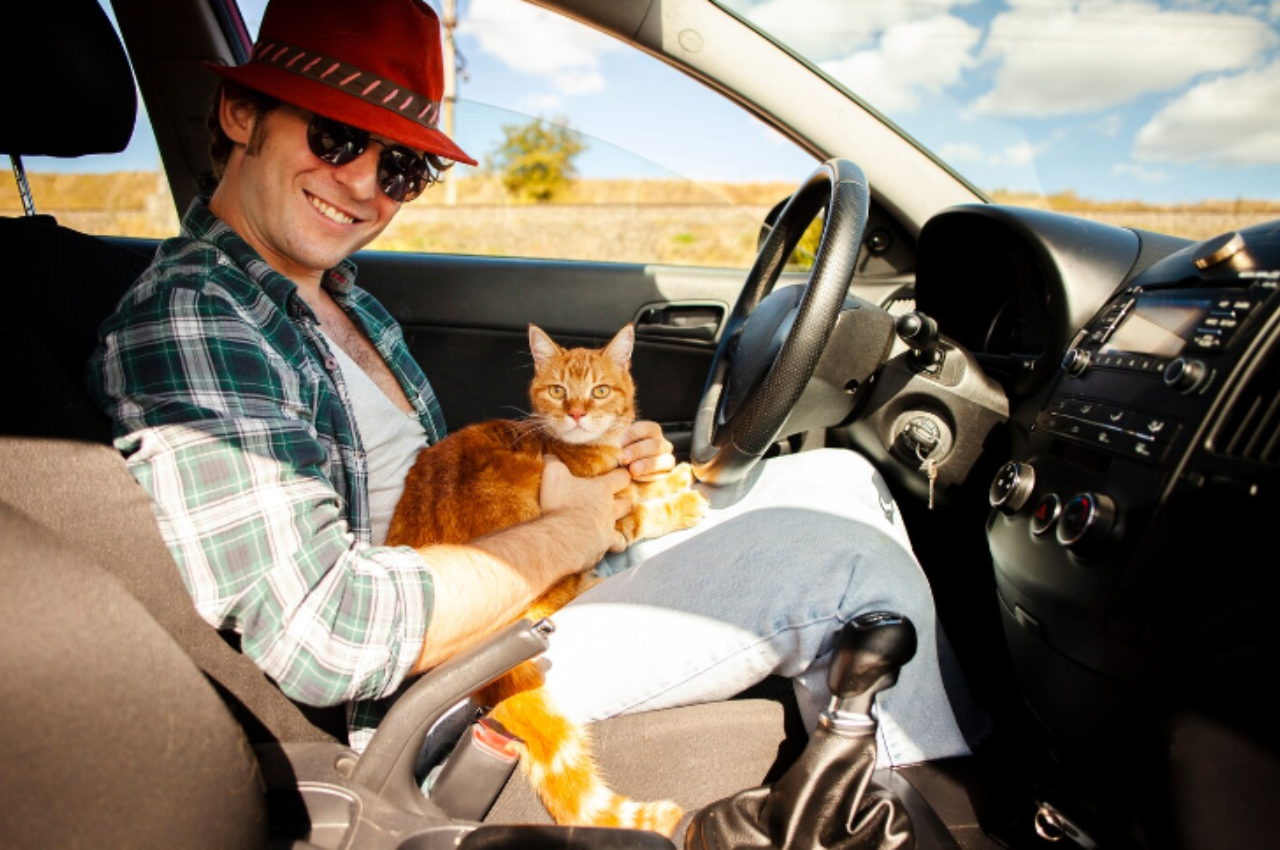 how to train your cat to travel with you