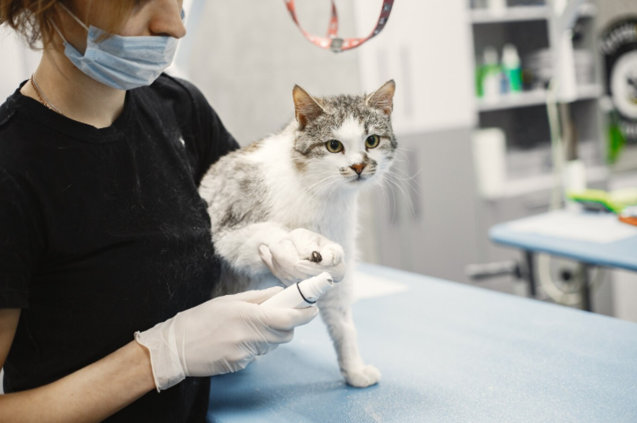 How do professional groomers groom cats?