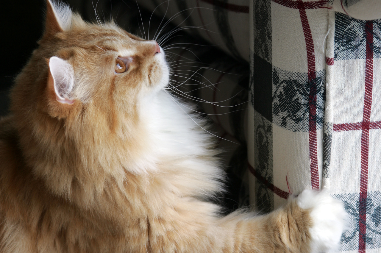 how to train cats not to scratch furniture