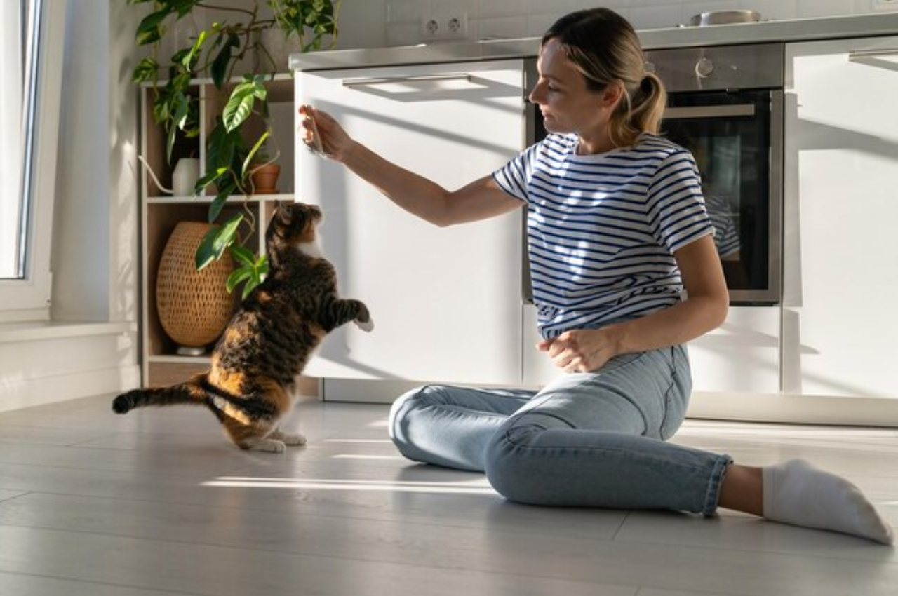 how to house train a cat