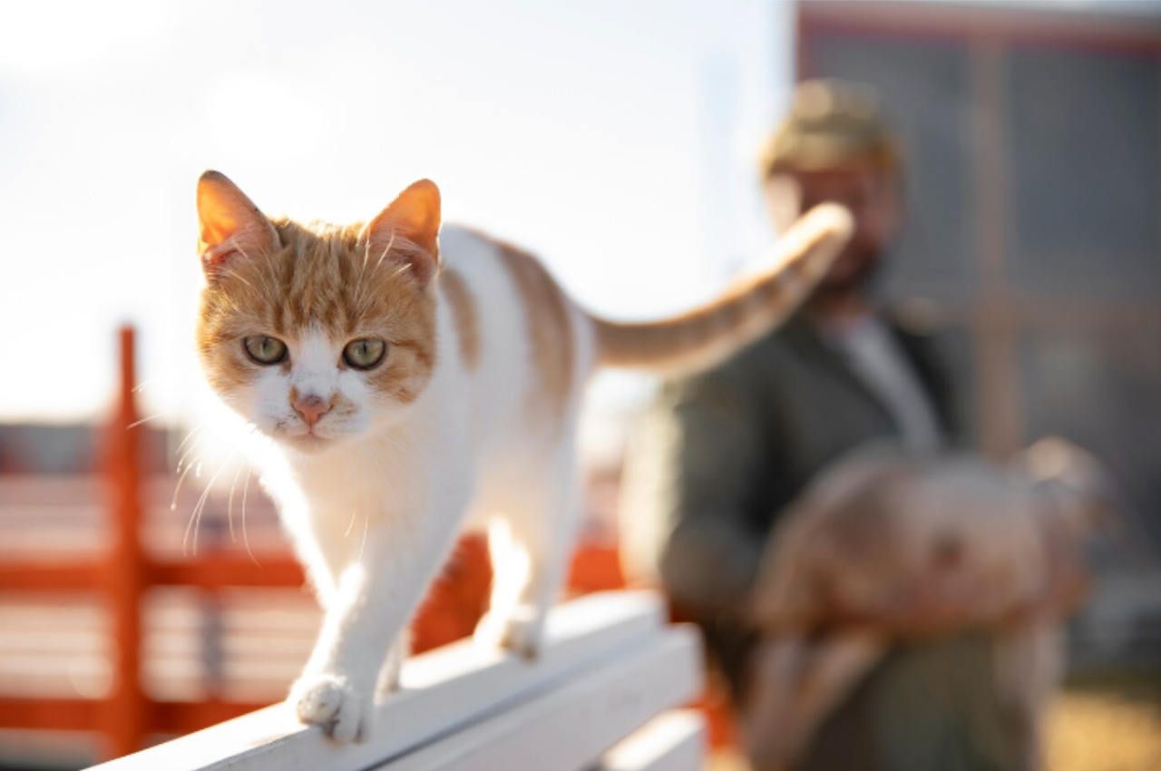 how to train a cat its name