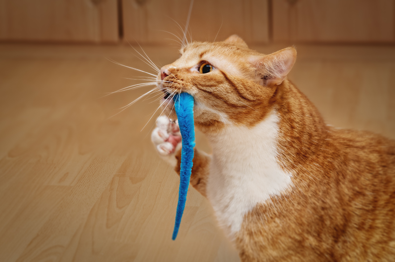 how to train a cat to fetch