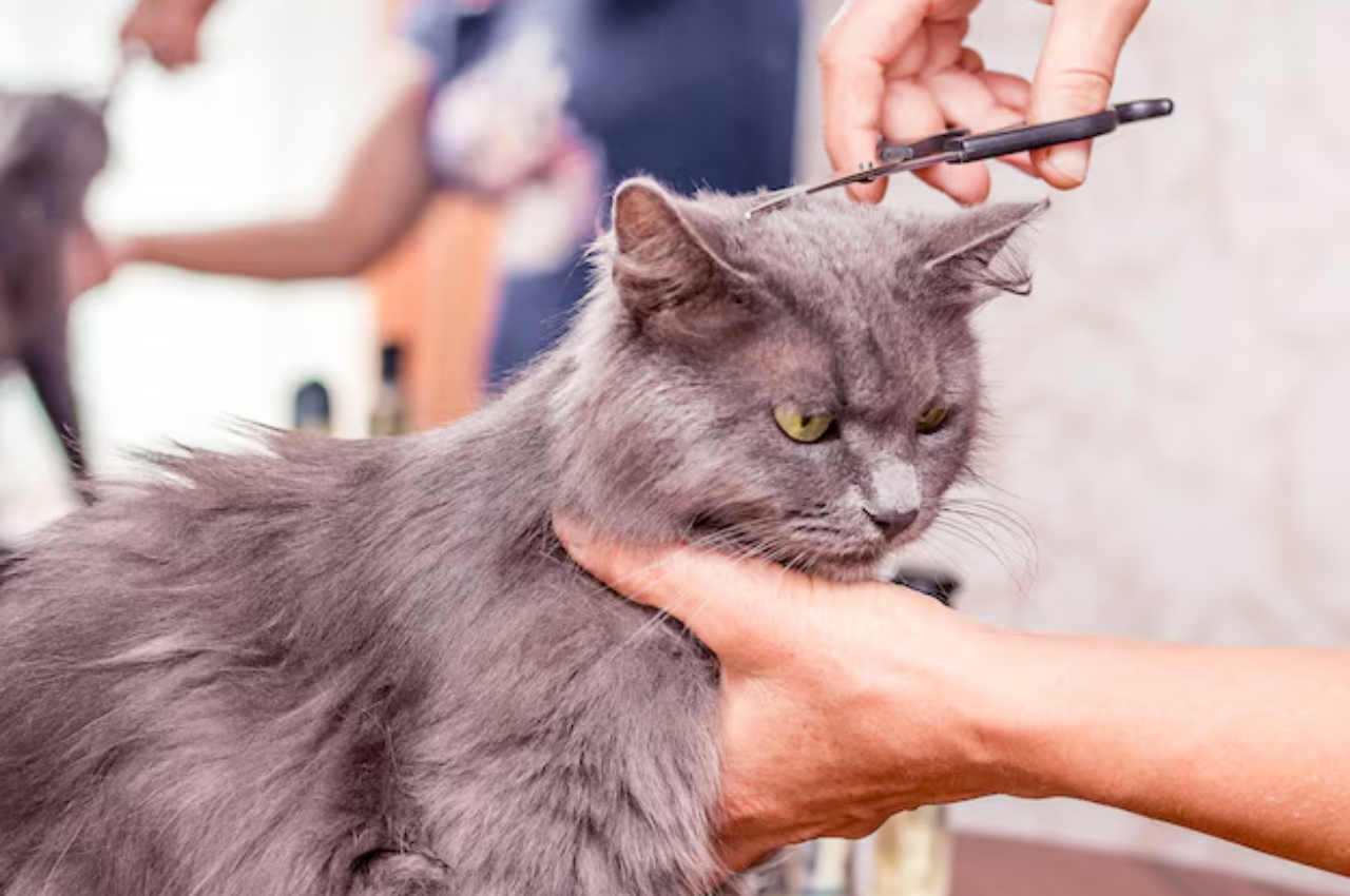 What do cat grooming services include?