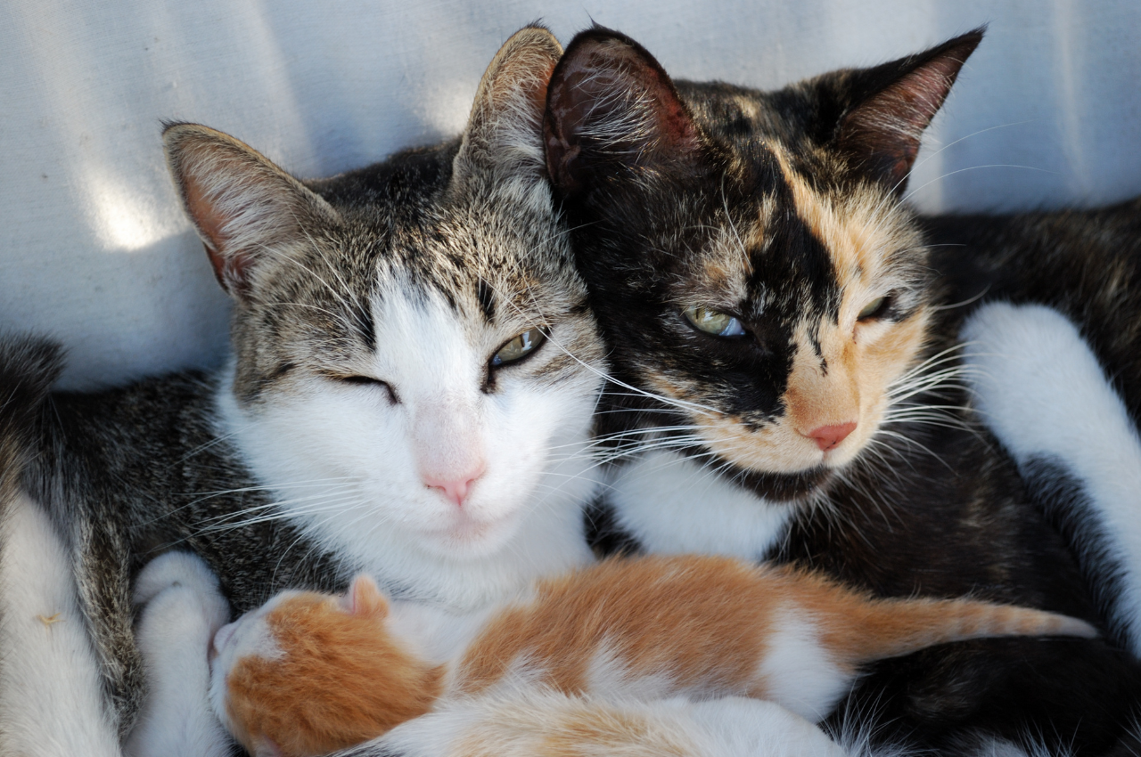 What is the best environment for indoor cats?