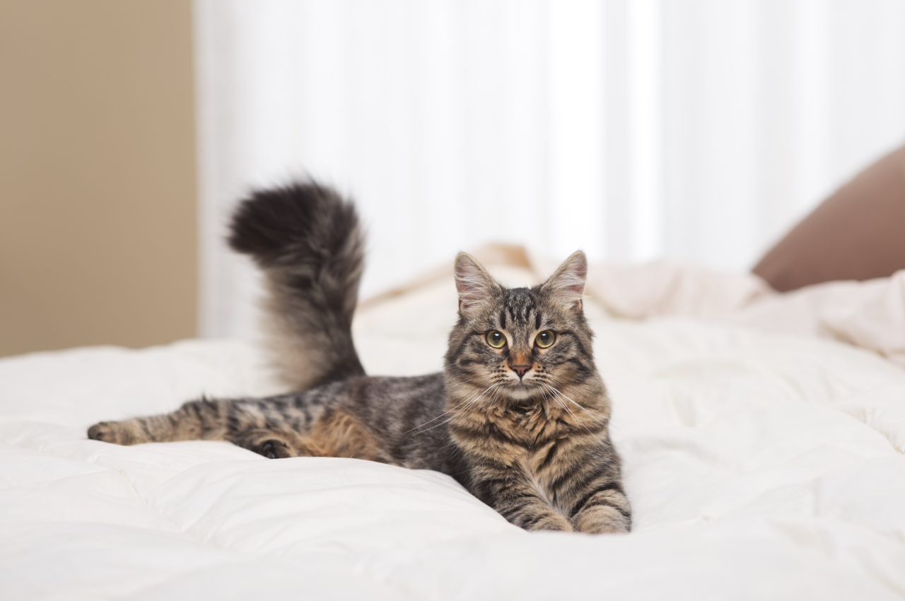 What makes a good home for a cat?