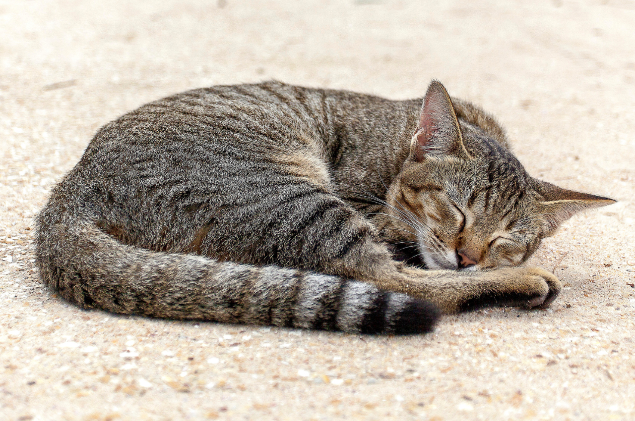 What environment do cats like to sleep in?