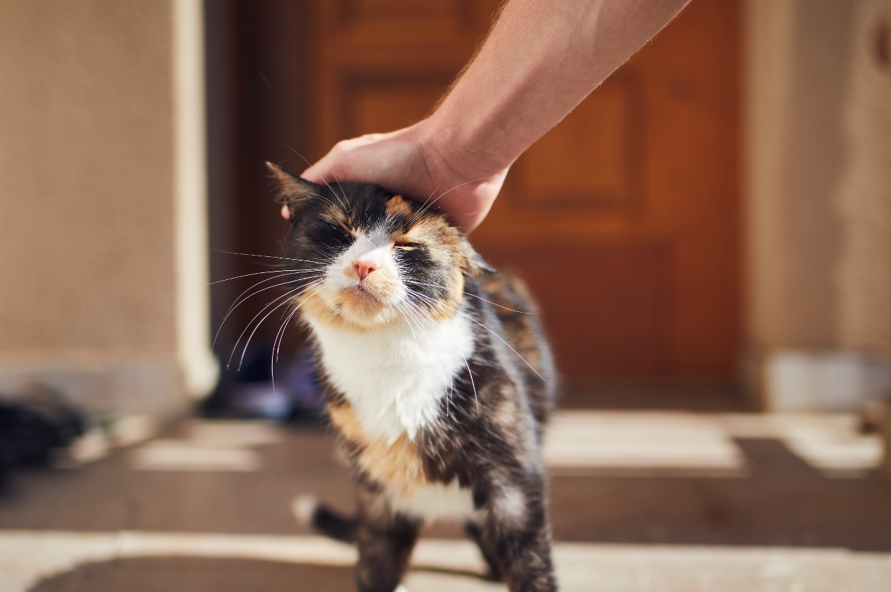 How to introduce a cat to your home