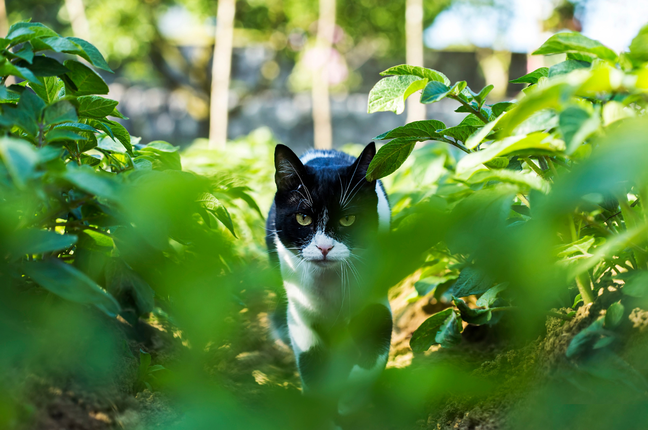 What does it mean if a cat is domesticated?