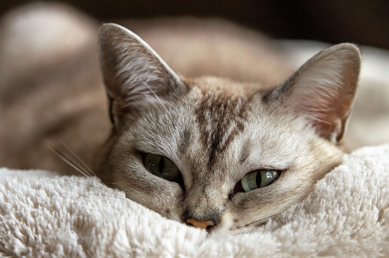 What bed do cats like most?