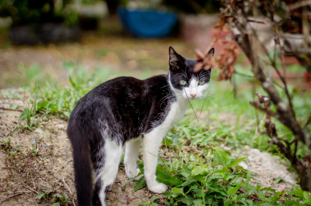 what is the difference between a domestic cat and a wild cat