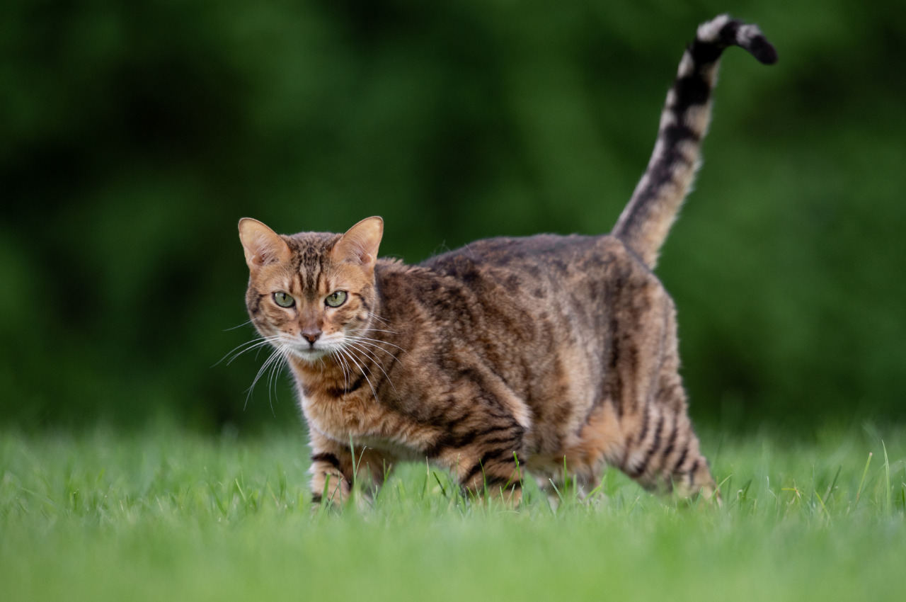 What domesticated cat is closest to a wild cat?