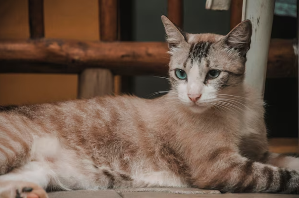 How do you tell if a cat is wild or domestic?