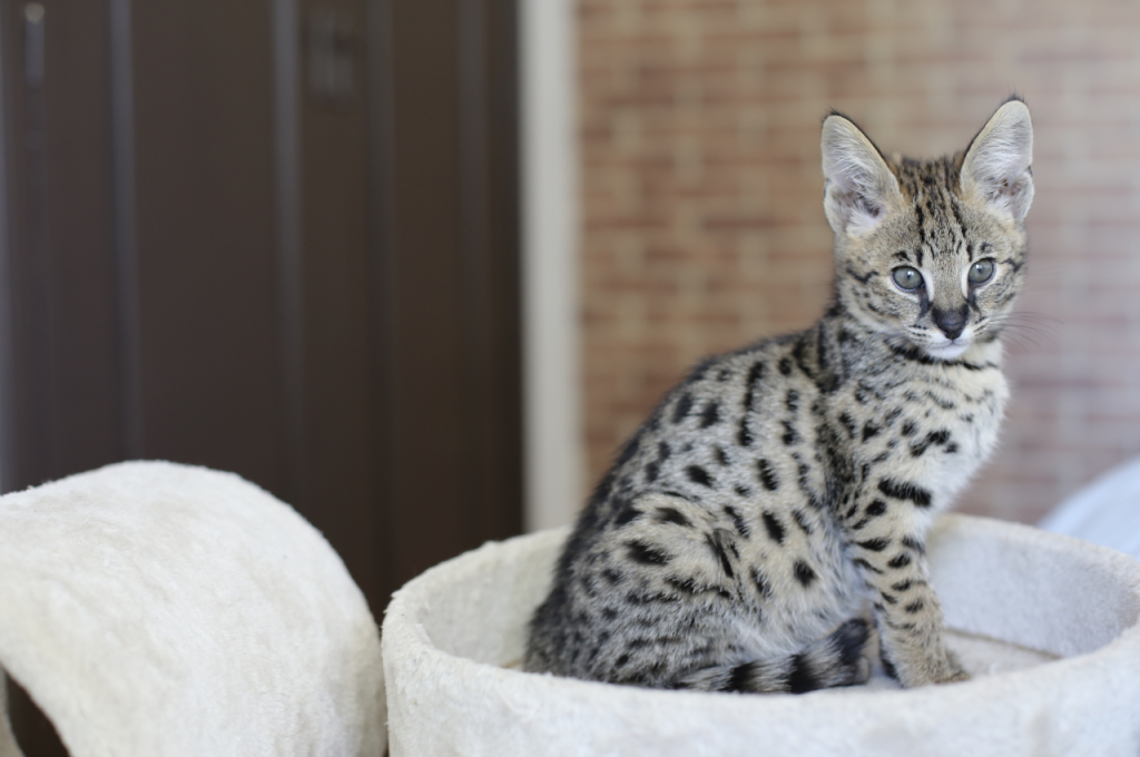 What domesticated cat is closest to a wild cat?