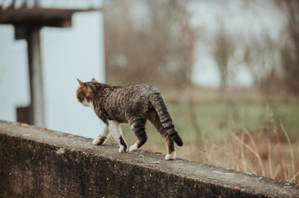 How do you know if you have a wild cat?