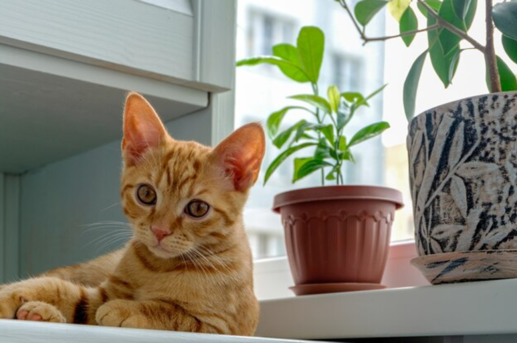 How to tell if a cat is indoor or outdoor?