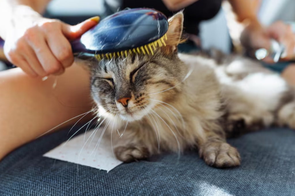 how to groom cat