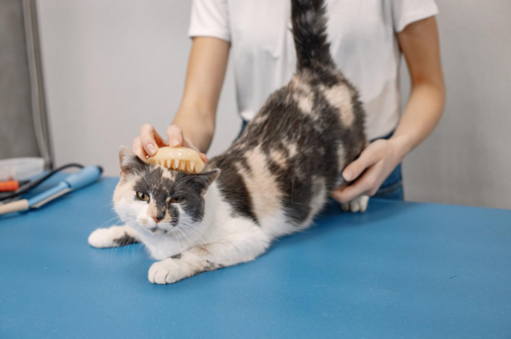 What is basic grooming for cat?