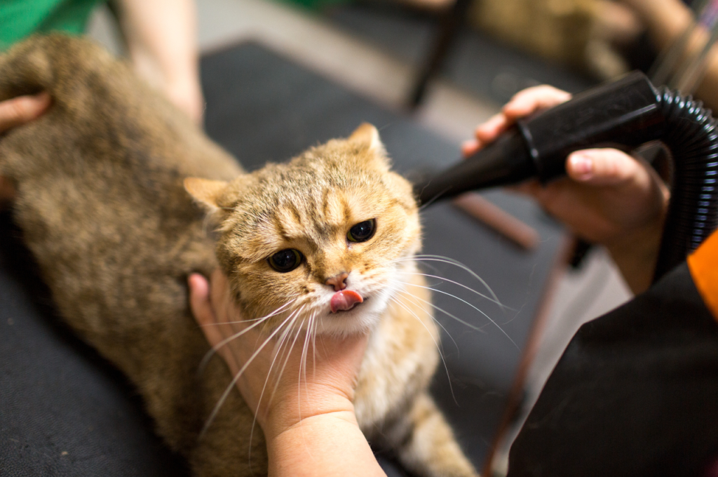 Should you take your cat to be groomed?