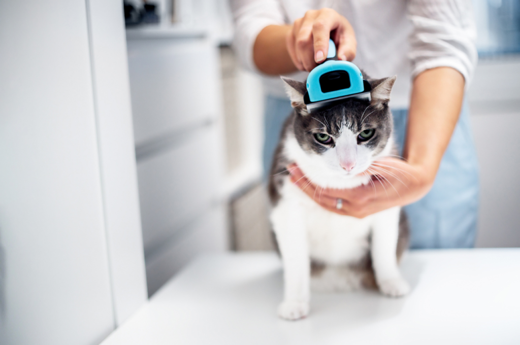 Cat grooming tools