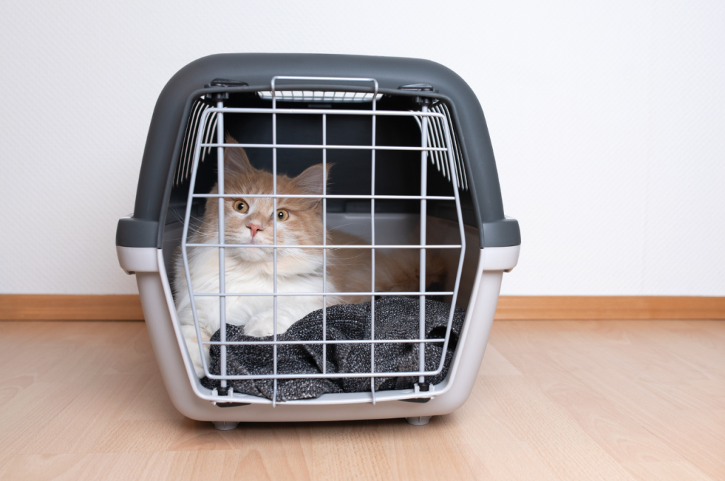how to travel with a cat on a plane