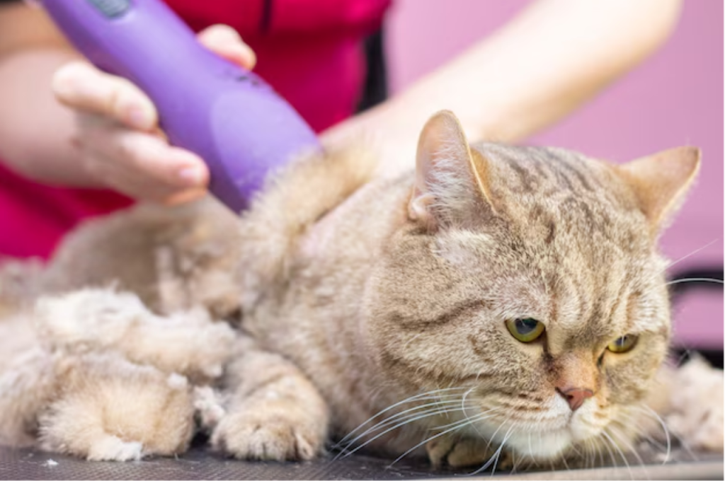 How to groom a cat that hates it