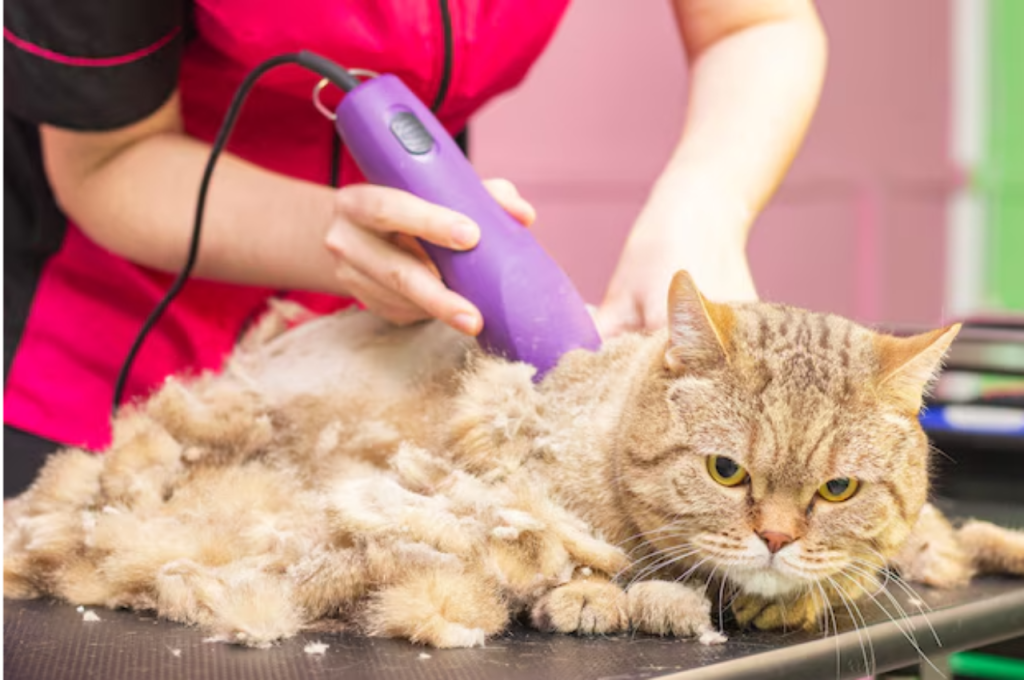How to groom cat for beginners