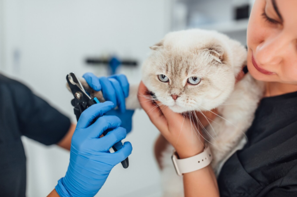 how to groom cat nails
